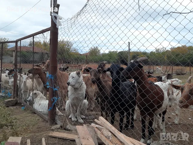 Продавам млечни кози 