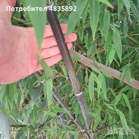 Черен бамбук студоустойчив