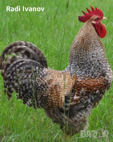 Петли прекрасни красиви 20💰 евро🐓🐓🐓🐓🐓🐓, снимка 4 - Кокошки и пуйки - 56602667
