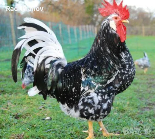 Петли прекрасни красиви 20💰 евро🐓🐓🐓🐓🐓🐓, снимка 7 - Кокошки и пуйки - 56602667