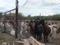 Продавам млечни кози , снимка 1