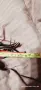 Камшик за Хелоуин, снимка 6