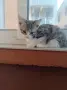 Подаряват се три спасени малки котенца, снимка 14
