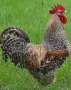 Петли прекрасни красиви 20💰 евро🐓🐓🐓🐓🐓🐓, снимка 4