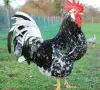 Петли прекрасни красиви 20💰 евро🐓🐓🐓🐓🐓🐓, снимка 7