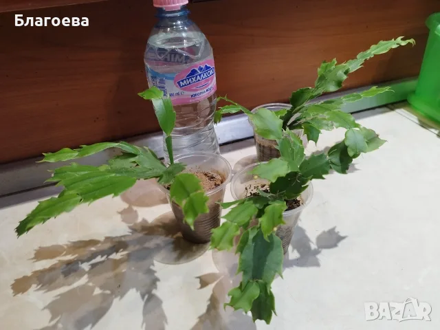 Мини Коледниче светло-розово - с пъпки