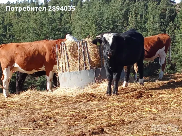 телета за клане и доугояване 