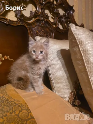 Мейн куун котета, снимка 3 - Мейн кун - 35075644
