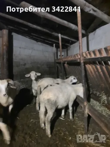 Продавам агнета.