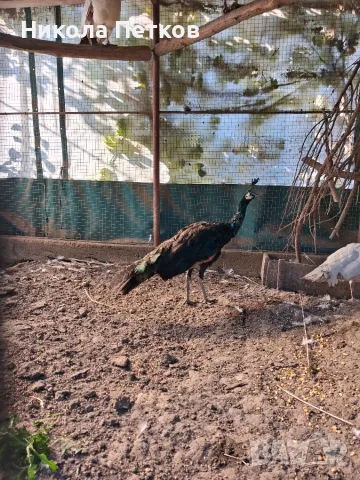 Паун зелен женска 