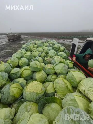 Прясно и крехко зеле Кьосе , снимка 5 - Домашни продукти - 56661116