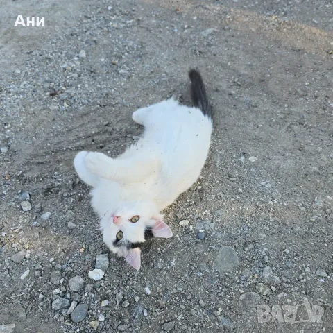 Коте на три месеца, снимка 4 - Други - 56636418