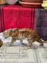 Красива италянска статуетка, снимка 9