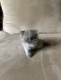 Персийски котета, снимка 8