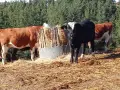 телета за клане и доугояване , снимка 1