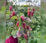 Разсад 2026г маточник, снимка 6