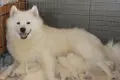 самоед чистокръвни, снимка 2
