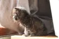 Черно котенце търси дом, снимка 4