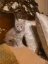 Мейн куун котета, снимка 3