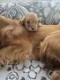		Чистокръвни Кокер Шпаньоли, снимка 5