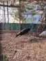 Паун зелен женска , снимка 1
