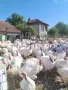 Ферма за пуйки. , снимка 2