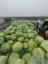 Прясно и крехко зеле Кьосе , снимка 5