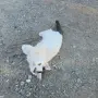 Коте на три месеца, снимка 4