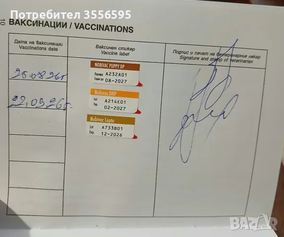 Пинчер         ., снимка 4 - Пинчер - 56552362