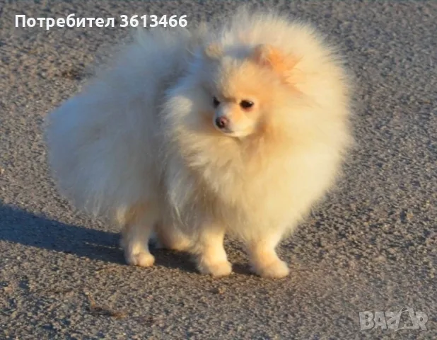Померански шпиц чисто бели, снимка 8 - Померан - 56745146
