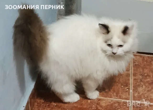 коте Регдол на 3месеца момче