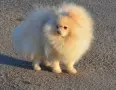 Померански шпиц чисто бели, снимка 8