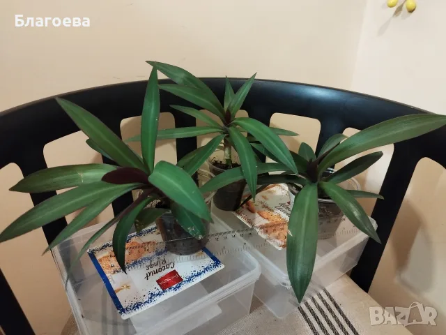 Традесканция Рео, снимка 4 - Стайни растения - 54995035