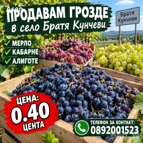 продавам грозде мерло кабарне алиготе 0. 40 цента тел 0892001523