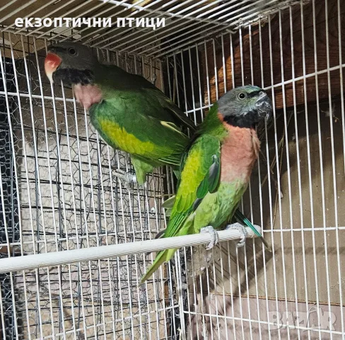 Продавам или Бартер , снимка 2 - Папагали - 56650924