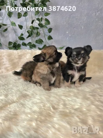 чихуахуа момиченце , снимка 10 - Чихуахуа - 56744098