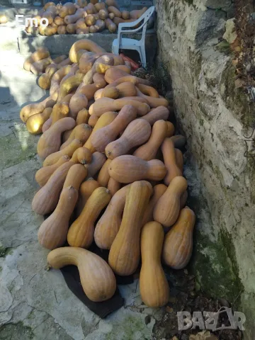 продавам тикви цигулки