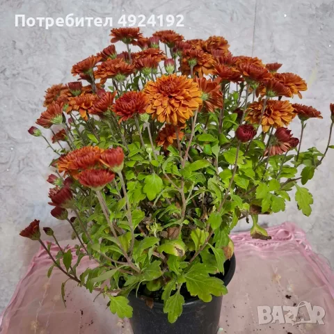 Хризантема нискостеблена, снимка 6 - Градински цветя и растения - 56567783