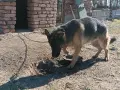 Продавам немска овчарка , снимка 11