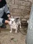 мъжки френски булдог , снимка 4