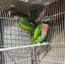Продавам или Бартер , снимка 2