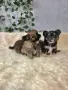 чихуахуа момиченце , снимка 10