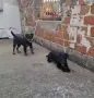 Ягдтериер женска, снимка 3