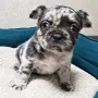 * Френчита Fluffy *, снимка 2