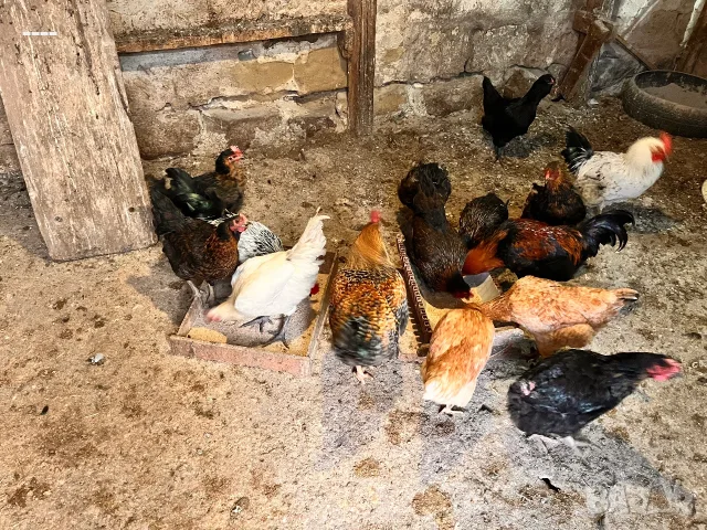 Прадават с кокошки и млади петли