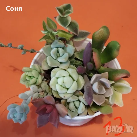 Сукуленти микс вкоренени, снимка 13 - Стайни растения - 56584249