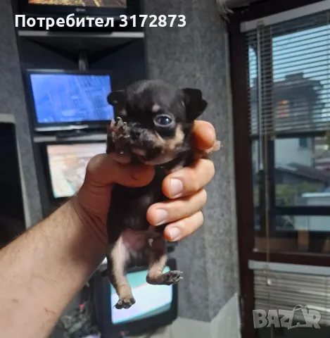 Родословни чихуахуа гр Варна , снимка 6 - Чихуахуа - 56749216