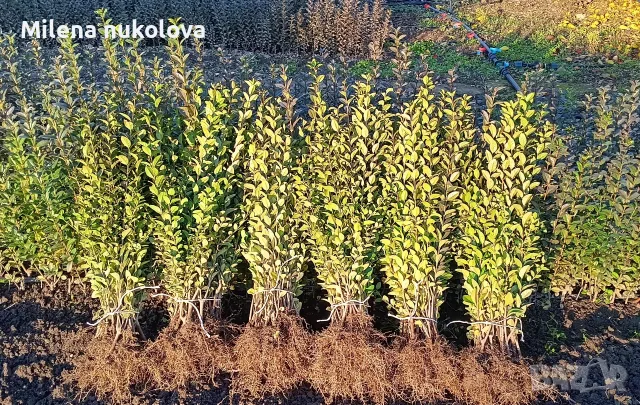 Лигуструм на гол корен 
