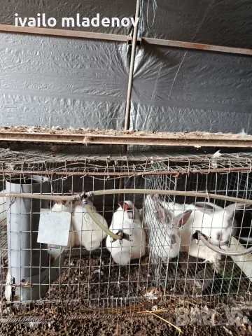 Продавам зайци на три месеца и половина