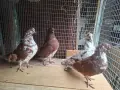 Продавам гълъби, снимка 1